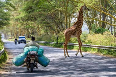 Atmosphere - WRC Kenya 2022
